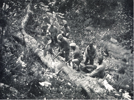 Forrest's groups were cutting up the Rhododendron giganteum