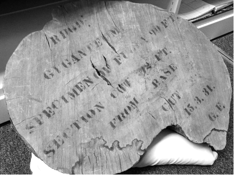The slice of tree trunk collected in the RBGE Archive